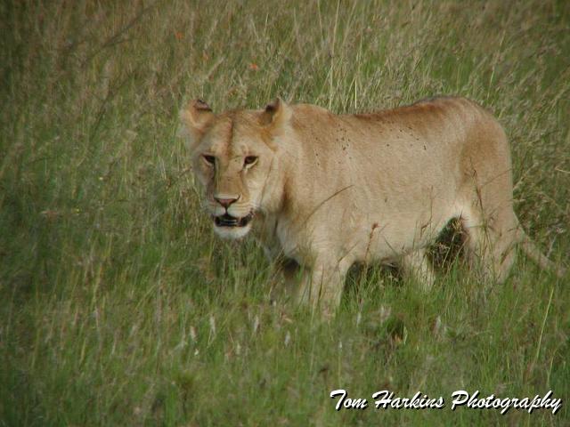 On the prowl.jpg